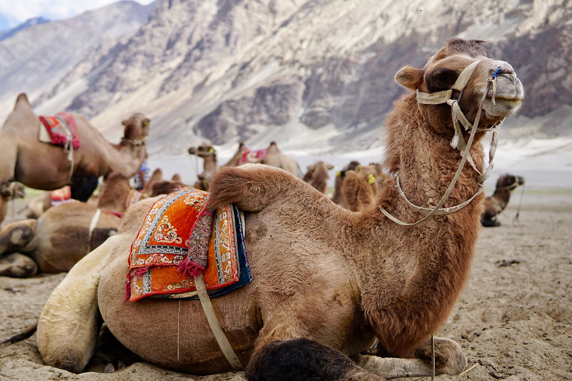 Nubra Valley