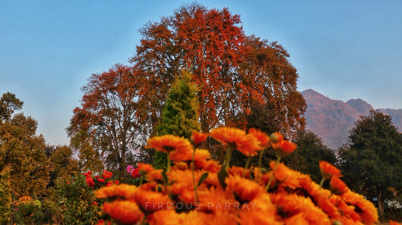 Golden chinar leaves in autumn in the Kashmir Valley