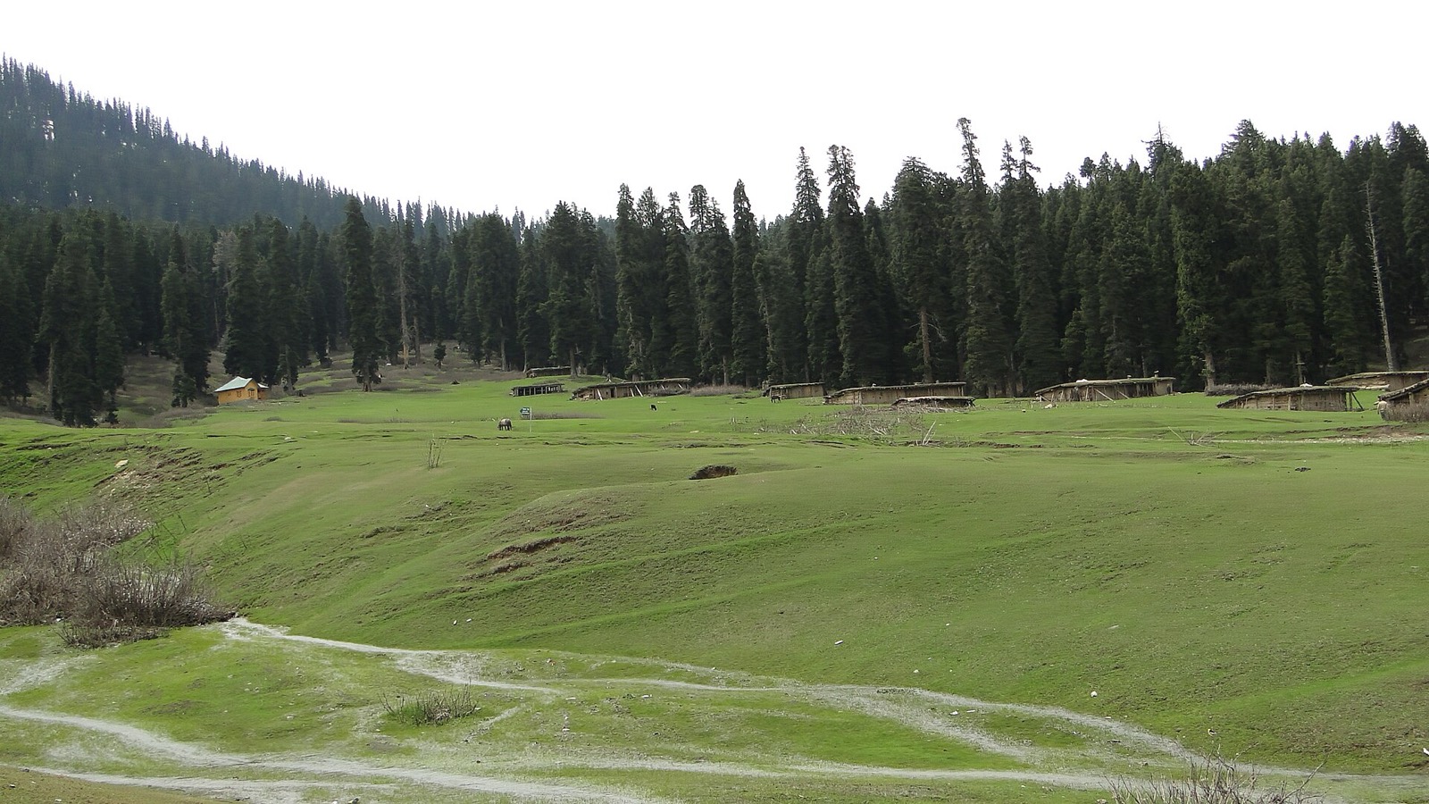 Rolling green meadows and forest at Doodhpathri, Kashmir