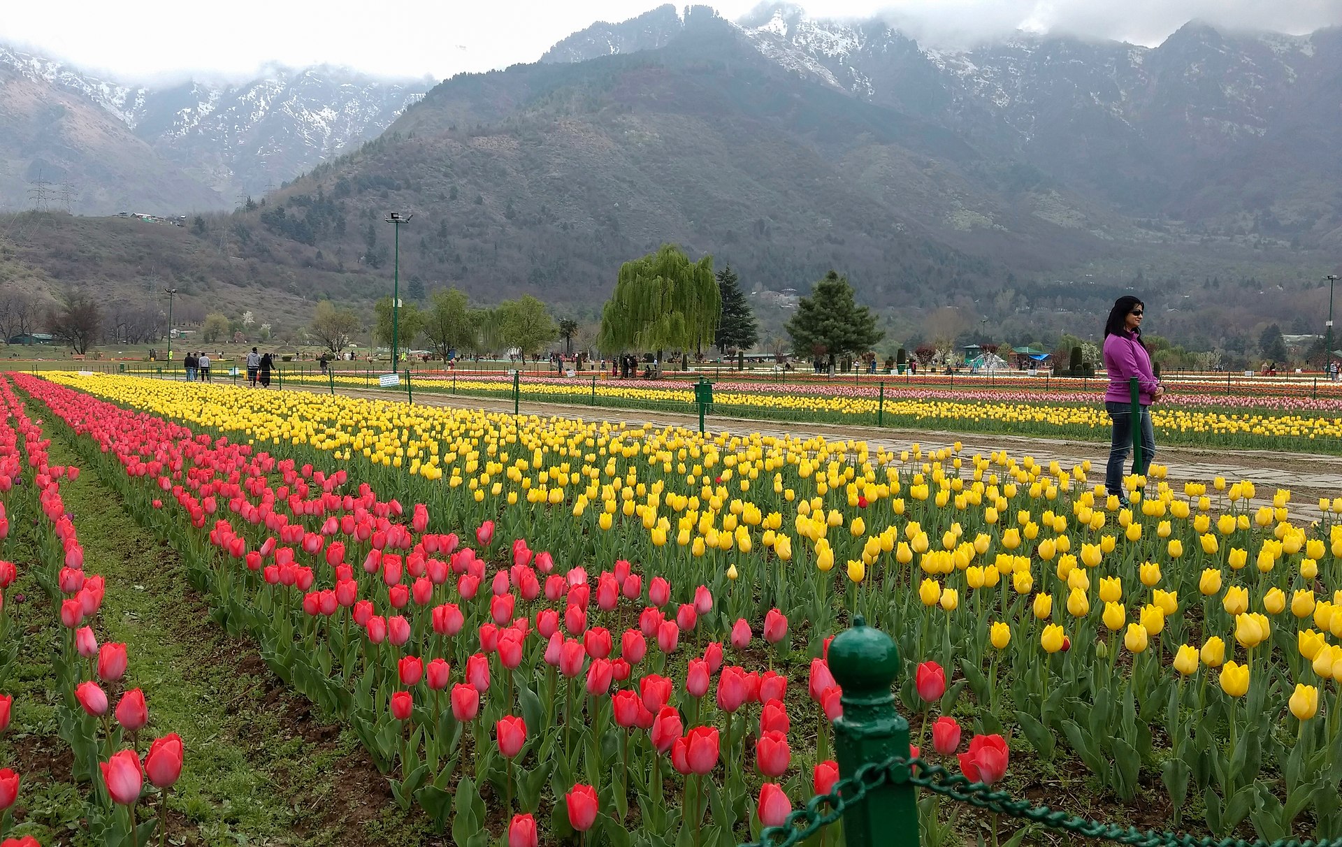 Tulip Festival - Image 1